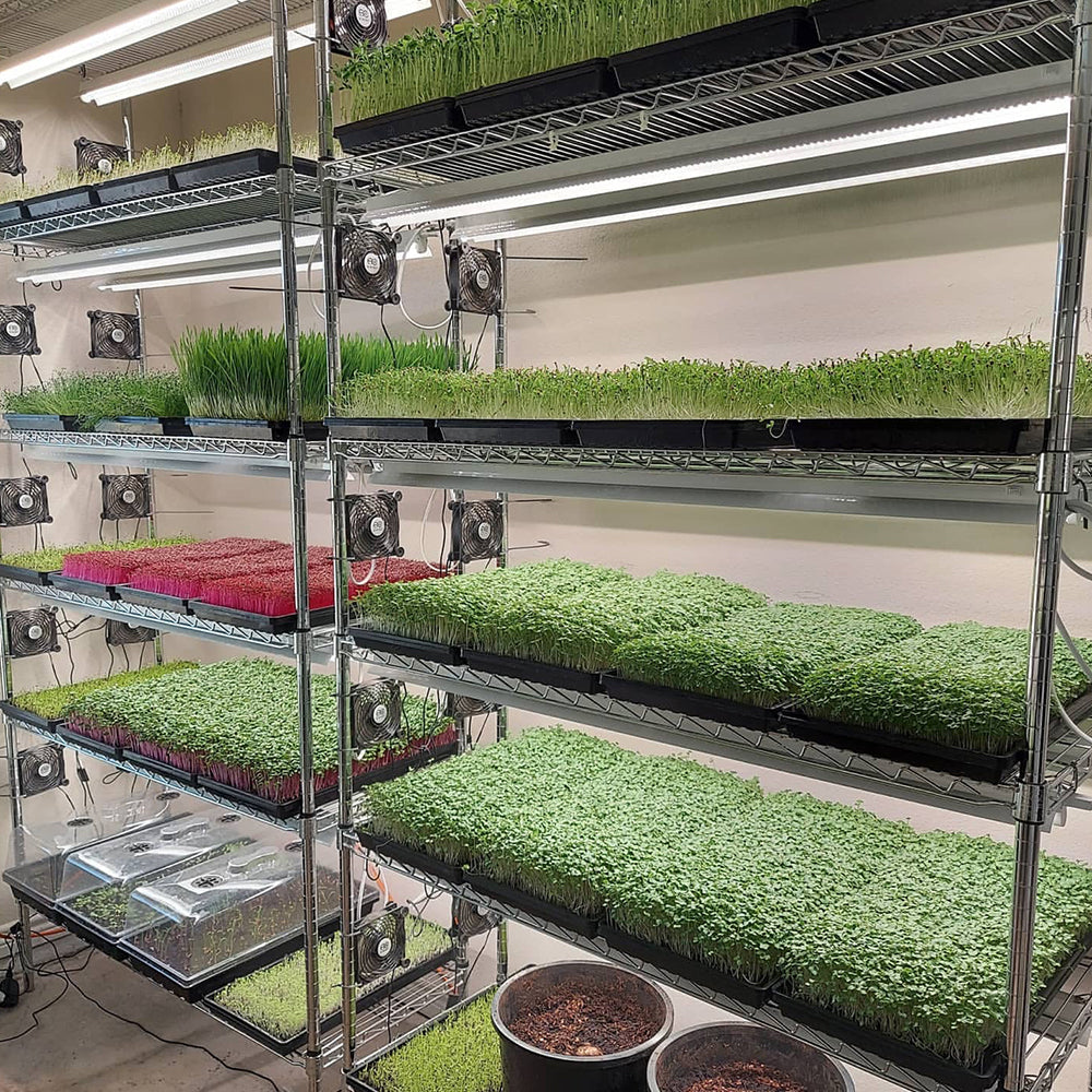 Illustrative example of led grow light strips from Google Search