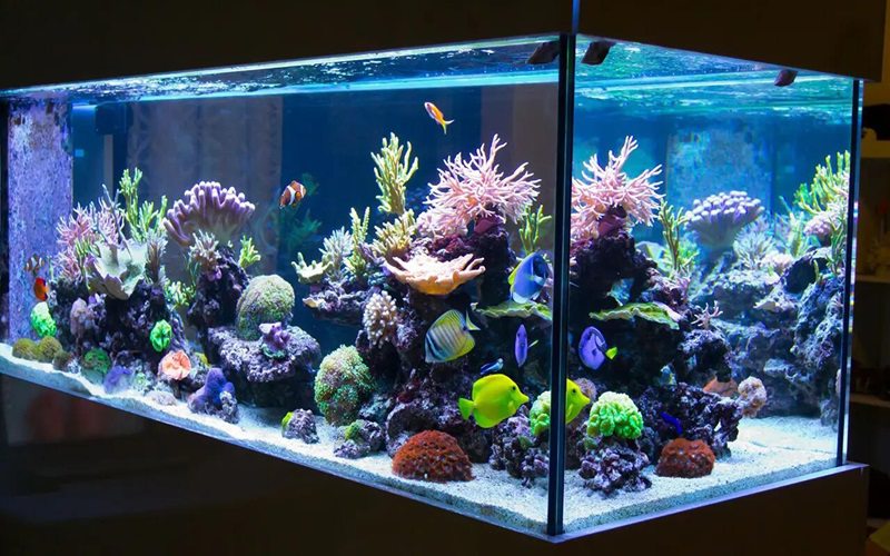 Illustrative example of led light strips fish tank from Google Search
