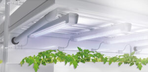 led konnektor Beauty STC